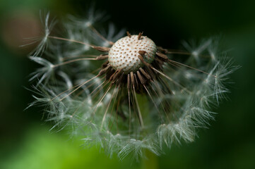 Taraxacum (dandelion) seedhead