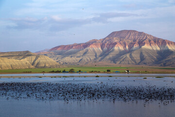 View of flock of birds on lake with colorful mountains