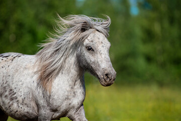 Obraz na płótnie Canvas Beautiful appaloosa pony running in summer