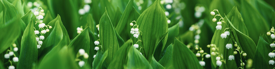 Lilies of the valley background, spring flowers wide banner - obrazy, fototapety, plakaty