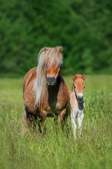 Shetland breed pony mare with a foal in the field in summer