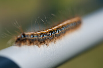 close up of a caterpillar (Malacosoma americanum?)