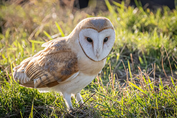 owl in the grass