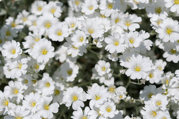Gypsophila repens or creeping baby's breath in the sun