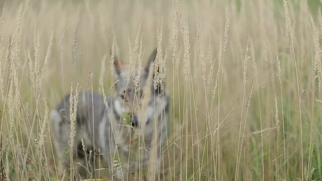 wolf in the field 