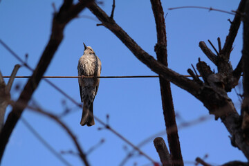 A bird is sitting in a row against the backdrop of the blue sky.