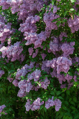 multiple lilac blossoms on a bush