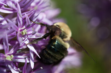 bee on a purple allium blossom