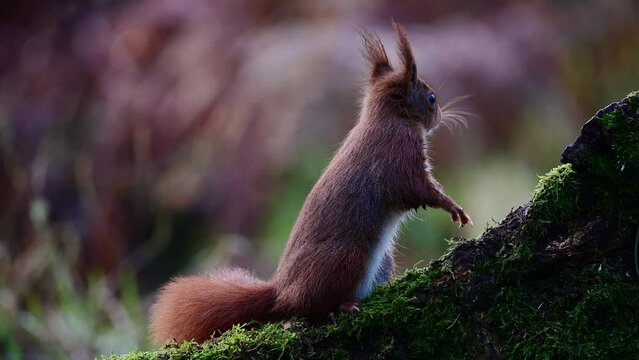 European red squirrel sitting on dead wood looking for hazelnuts, december, north rhine westphalia, (sciurus vulgaris), germany
