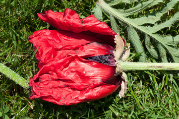 cut poppy flower on the grass with leaf