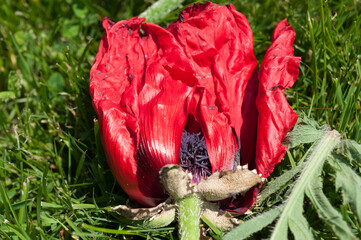 faded poppy on grass