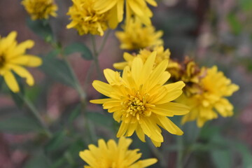yellow flowers in the garden