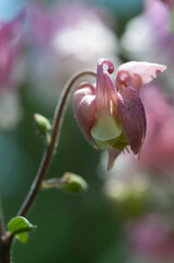 fancy pink columbine (Aquilegia)