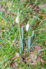 Galanthus nivalis flowers on green field. Snowdrop or common snowdrop.