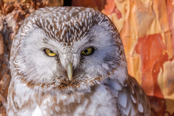sleeping boreal owl in the sunshine