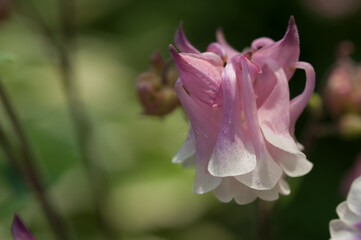 Aquilegia or granny's bonnet, columbine in delicate light on a bokeh background