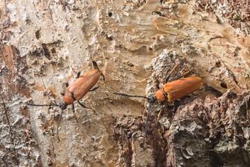 A pair of beetles (Stictoleptura rubra) crawling on a dry tree trunk. Macro. © Petr