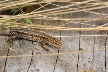 A lizard sunbathing on a dry tree trunk. Close up. High resolution.