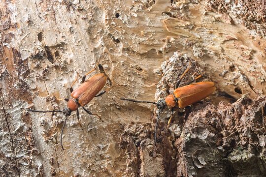 A pair of beetles (Stictoleptura rubra) crawling on a dry tree trunk. Macro.