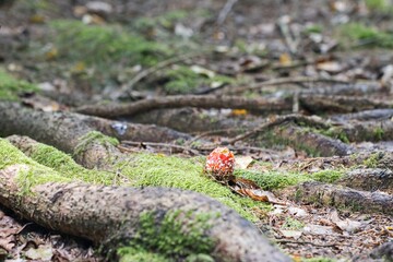 Set of photos of young red toadstools in the forest. Close up.
