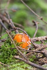 Set of photos of young red toadstools in the forest. Close up.