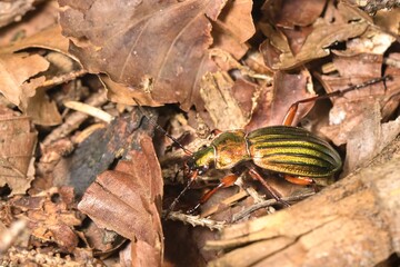 Golden glittering beetle (Carabus auronitens) with black stripes in dry forest leaves. Macro.