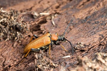 A series of images of a beetle (Stictoleptura rubra) crawling on a dry tree trunk. Macro.