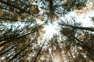 view of trees from forest floor