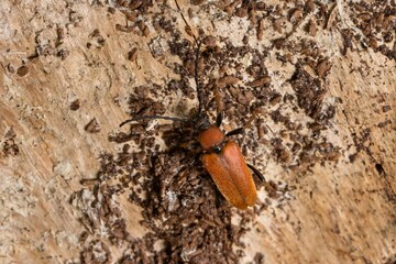 A series of images of a beetle (Stictoleptura rubra) crawling on a dry tree trunk. Macro.