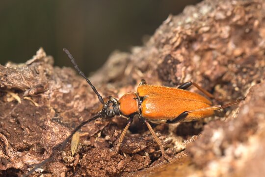 A series of images of a beetle (Stictoleptura rubra) crawling on a dry tree trunk. Macro.