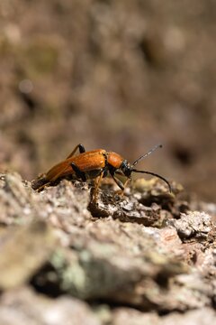A series of images of a beetle (Stictoleptura rubra) crawling on a dry tree trunk. Macro.
