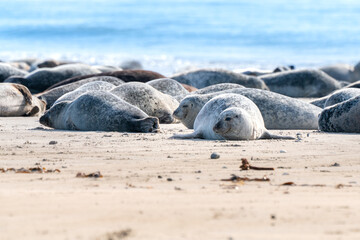 Grey seals, Halichoerus grypus, lying down on a beach of Dune island in Northern sea, Germany. Funny animals on a beautiful sunny day of winter. Wildlife of the north.