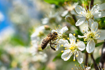 The bee flies to the flower. Collection of honey by bees.