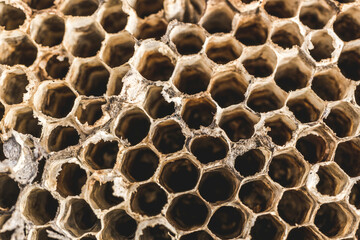 bees on a beehive
