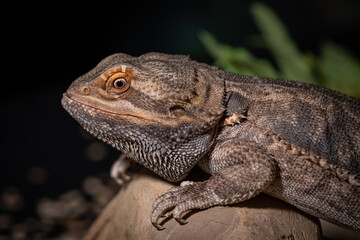 bearded dragon lizard