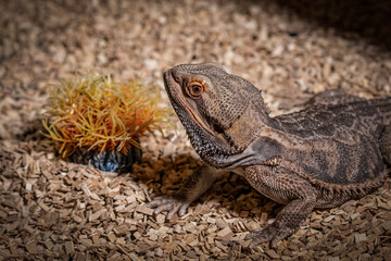 lizard on a stone