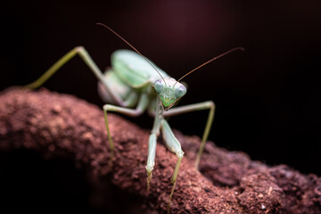 praying mantis