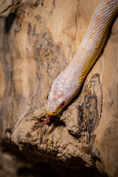 snake on the tree