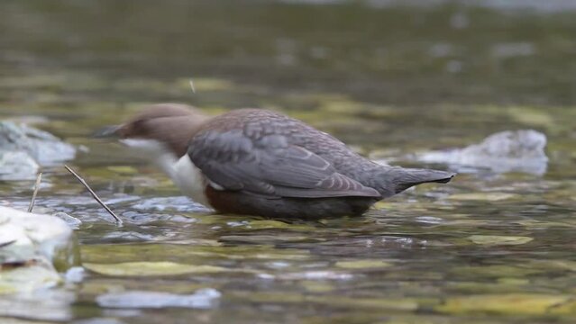 White throated dipper at hunt (Cinclus cinclus)