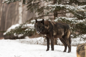 Black Phase Grey Wolf (Canis lupus) Stands Watching Packmate Walk Away Winter