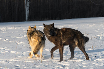 Fototapeta na wymiar Grey Wolves (Canis lupus) Turn to Run in Field Winter