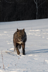 Black Phase Grey Wolf (Canis lupus) Runs Forward Ears Back Winter