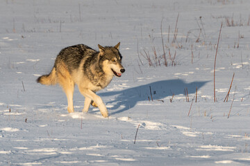 Grey Wolf (Canis lupus) with Shadow Run Across Field in Early Morning Light Winter