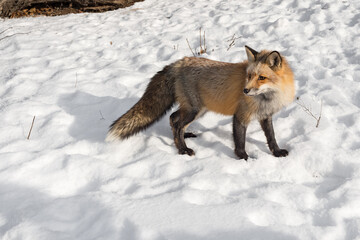 Red Fox (Vulpes vulpes) Turns to Look Back in Snow Winter
