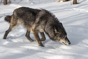 Black Phase Grey Wolf (Canis lupus) Stalks Right on Edge of Forest Winter