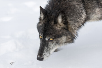 Black Phase Grey Wolf (Canis lupus) Head Against Snow Winter