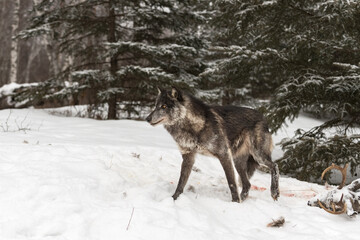 Black Phase Grey Wolf (Canis lupus) Steps Away from Body of White-tail Deer Winter