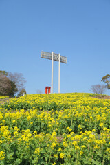 菜の花が咲く丘