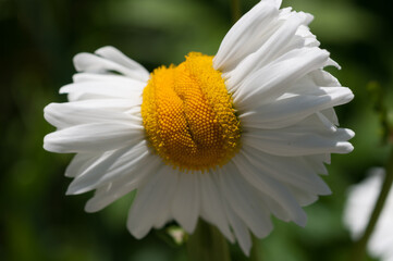 Fototapeta premium daisy flower closeup
