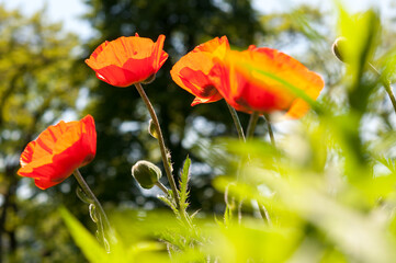 poppy flowers in the garden (backlit by the sun)